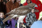A red-tailed hawk during the 2012 Birds of Prey program. Photo by Greg Masteller provided by Marion County Park District.