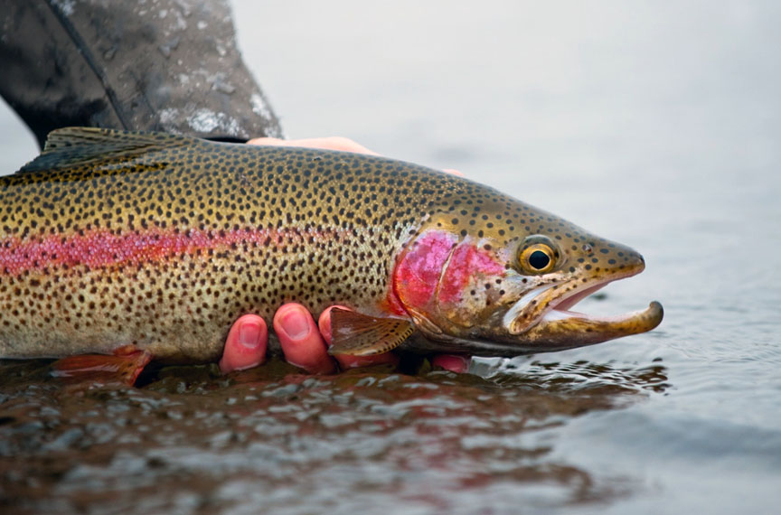 Quarry Park Lake To Be Stocked With Around 1 000 Rainbow Trout Friday 